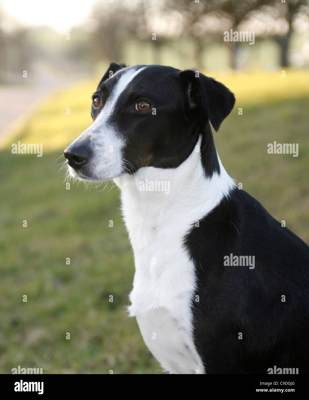 outdoor shot of a black and white dog Stock Photo - Alamy