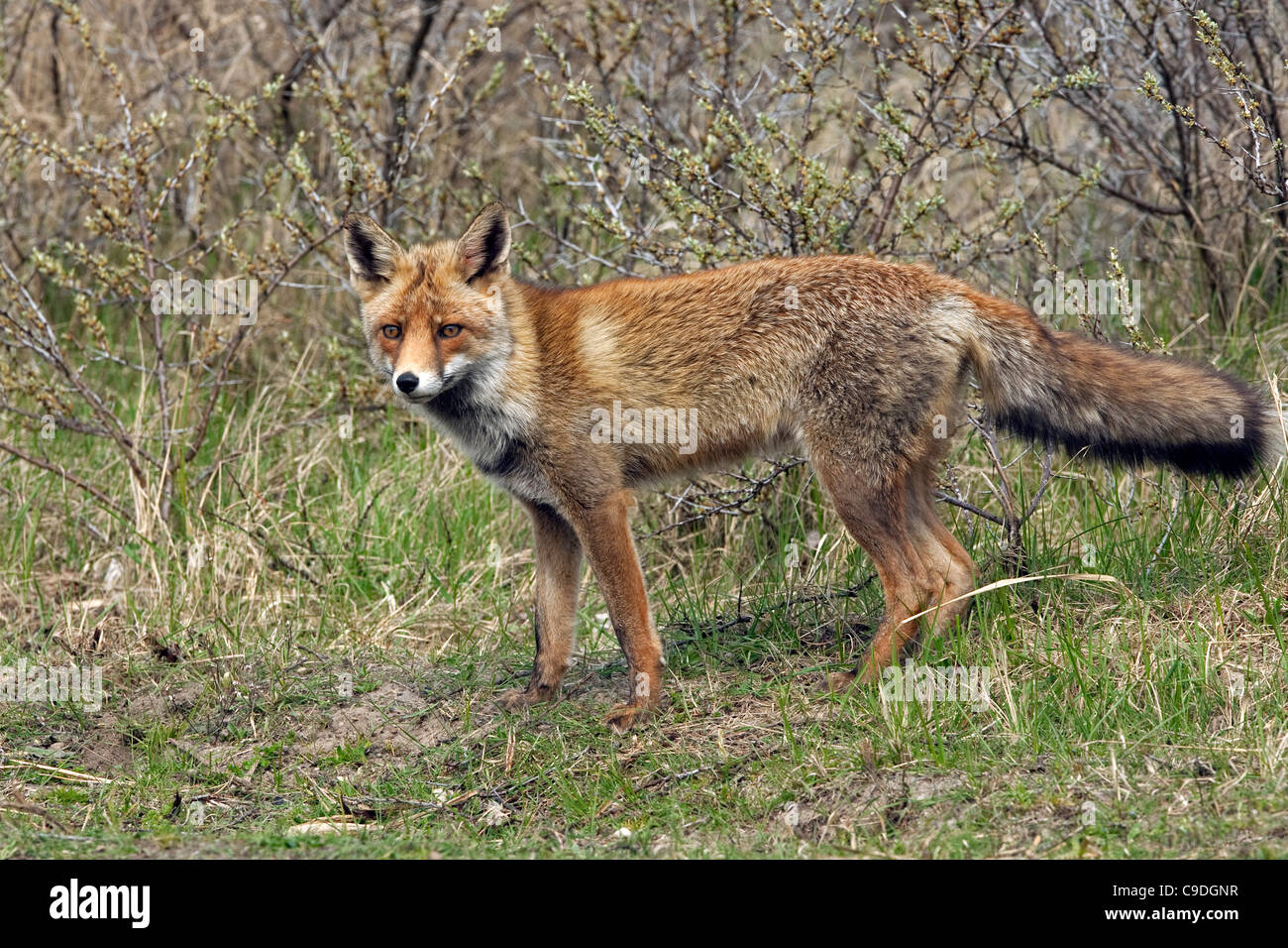 Red fox (Vulpes vulpes) in thicket Stock Photo