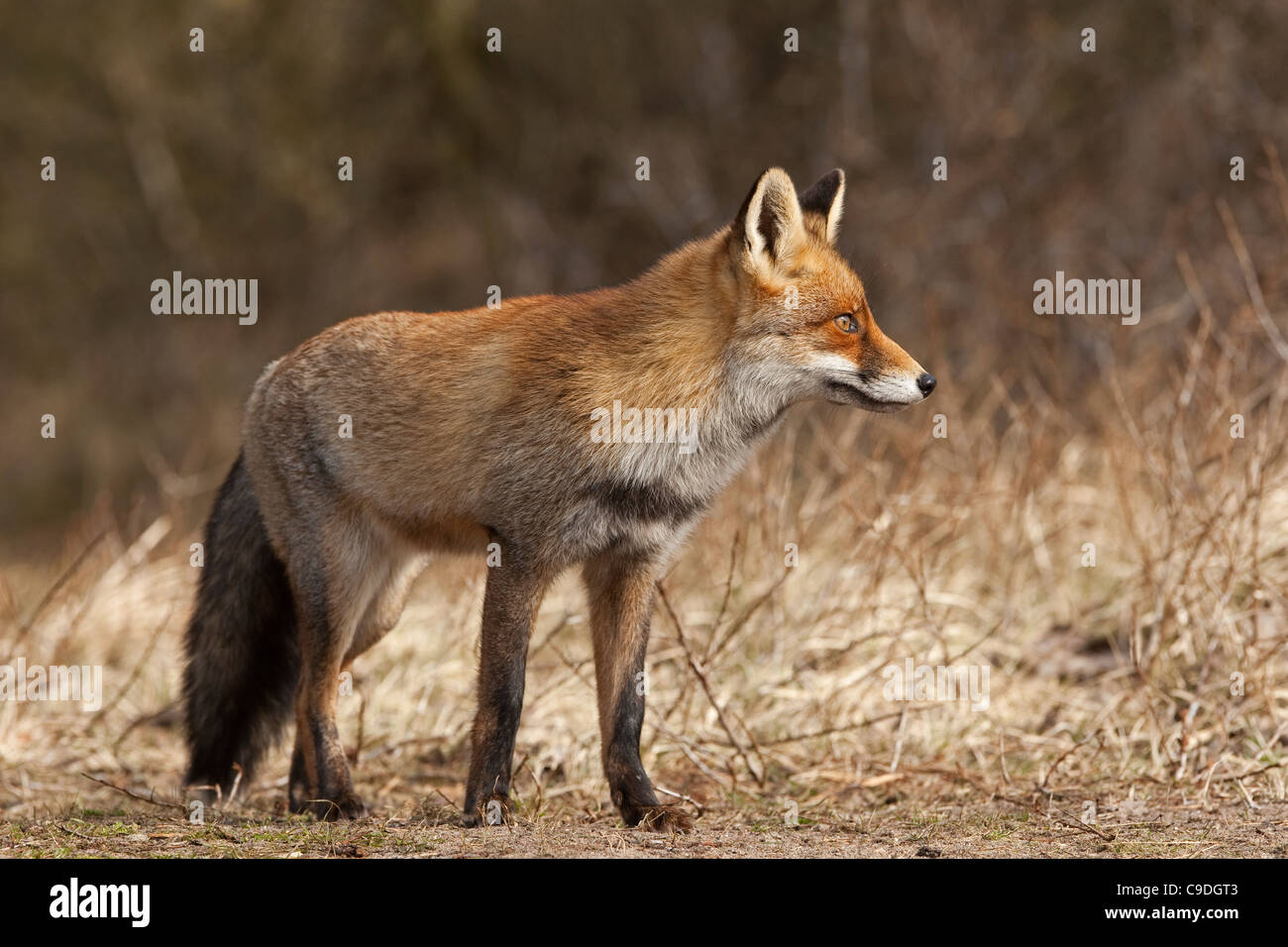 Red fox (Vulpes vulpes) in the dunes near Zandvoort, Noord-Holland, the Netherlands Stock Photo