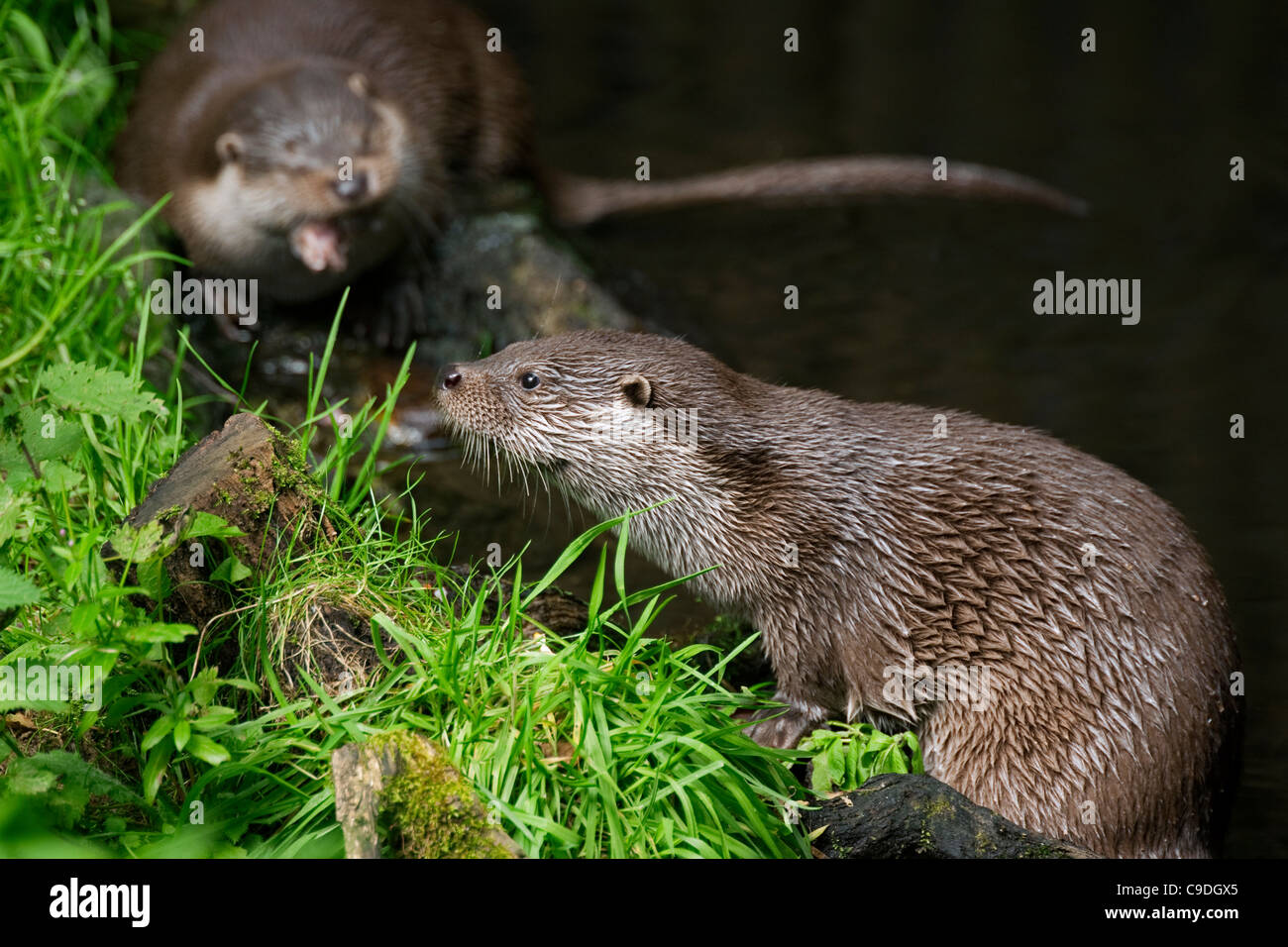 European otter / Eurasian otters (Lutra lutra) on river bank Stock Photo