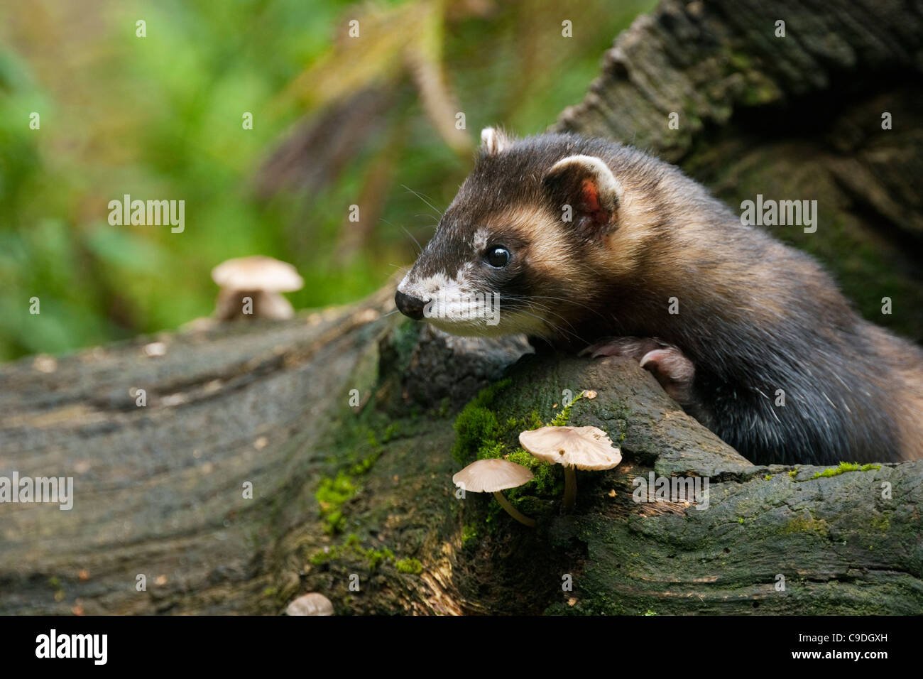 Polecat (Mustela putorius) on tree trunk in forest, Germany Stock Photo