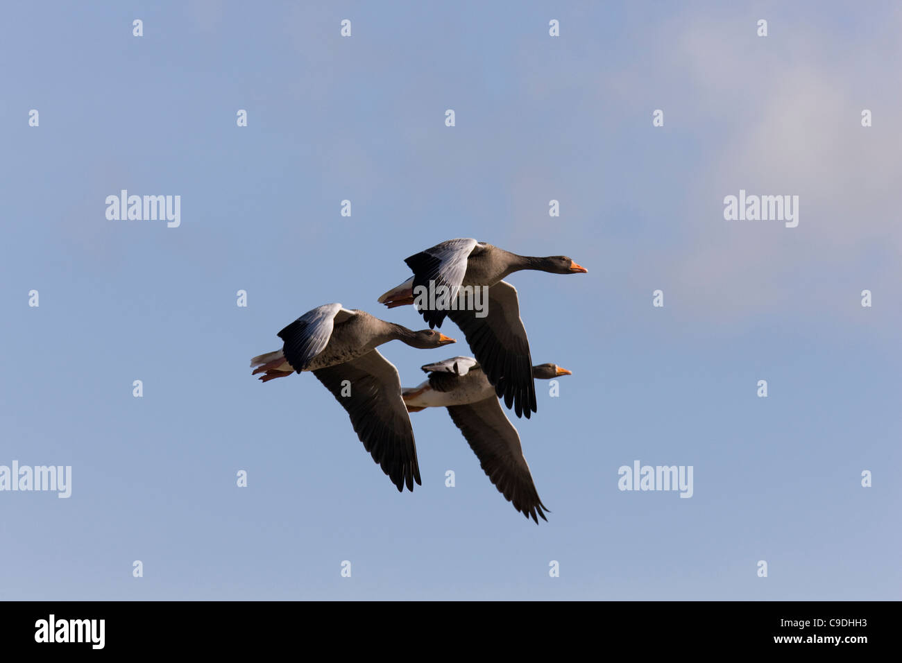 Three geese synchronised in flight Stock Photo