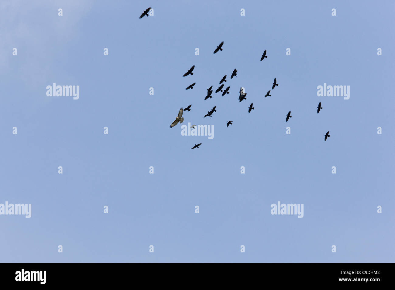 Flock of crows and jackdaws mobbing two buzzards soaring on thermal air currents Stock Photo