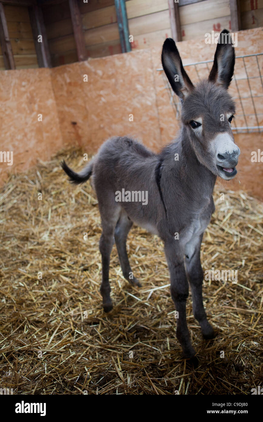 A donkey in a stable in Wiltshire. Stock Photo