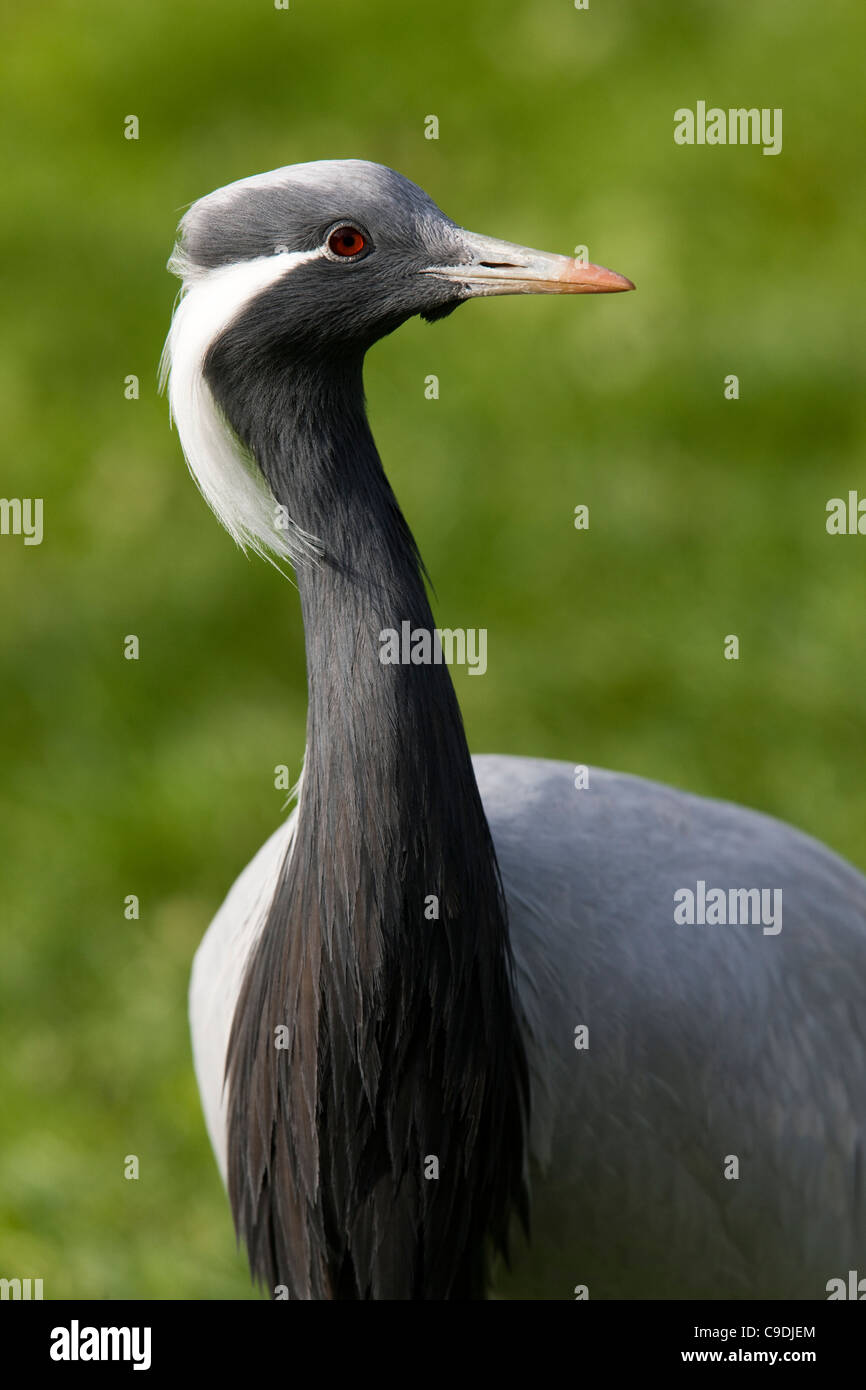 Crane close up Stock Photo