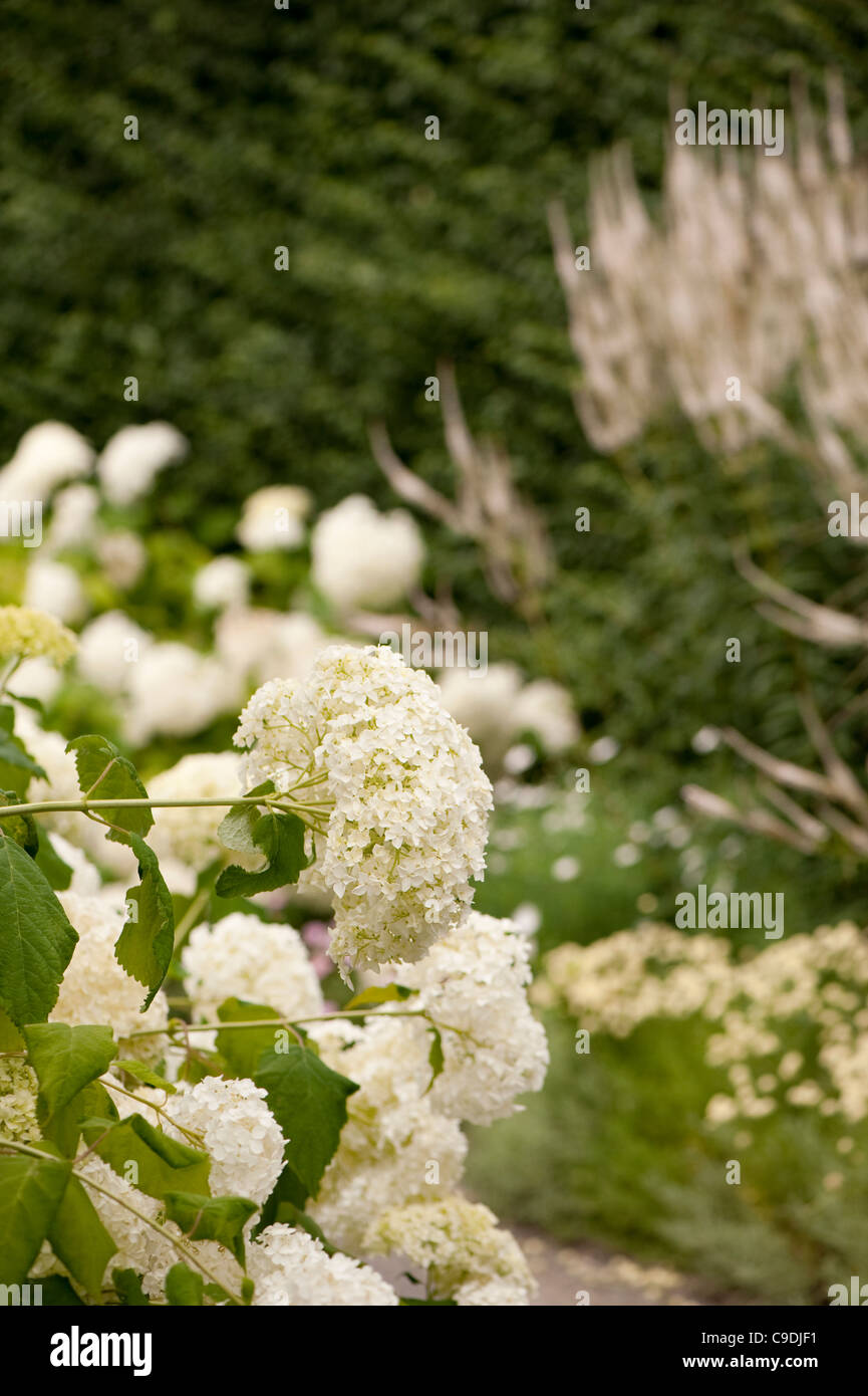 Hydrangea arborescens ‘Annabelle’ AGM, in flower Stock Photo