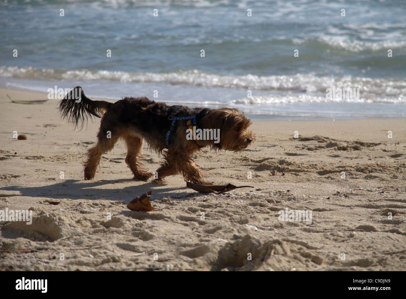 Little dog walking on beach shoreline Stock Photo