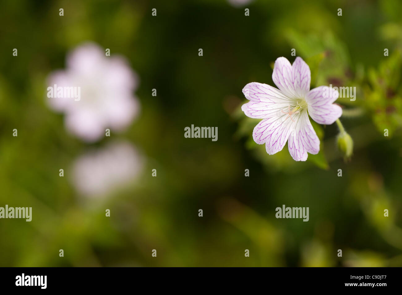 Geranium x oxonianum ‘Katherine Adele' in flower Stock Photo - Alamy