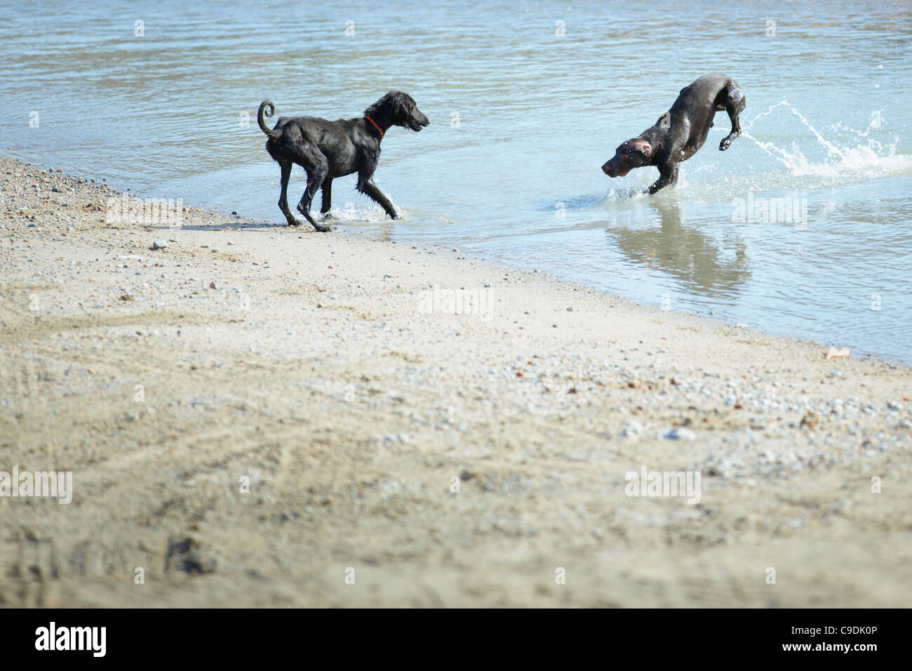 Two dogs playing and running at the beach Stock Photo - Alamy