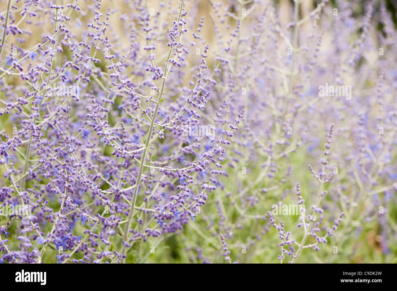 Perovskia atriplicifolia ‘Blue Spire’ AGM, Russian Sage, in flower Stock Photo