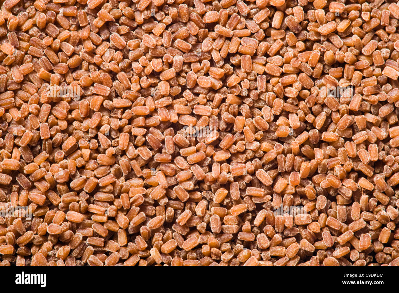 Foxglove seeds. Digitalis purpurea. UK. Each seed is approxitately 0