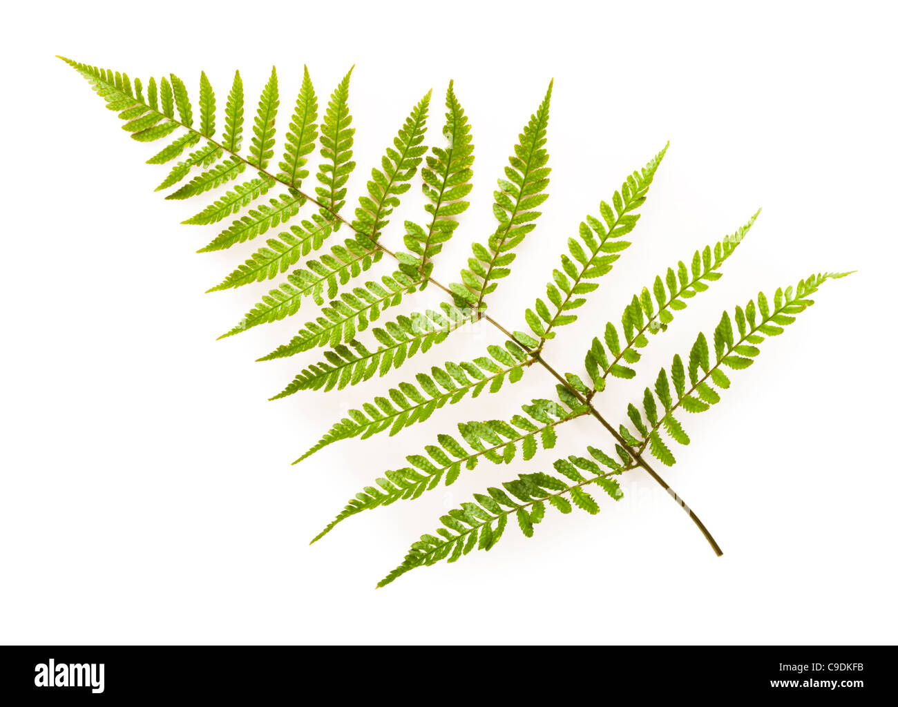 Fern leaf, Japanese Shield Fern, Dryopteris erythrosora. Stock Photo