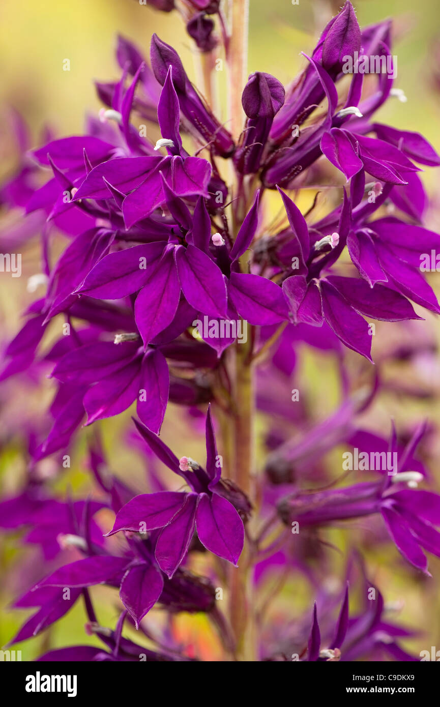 Lobelia x speciosa ‘Hadspen Purple’ in flower Stock Photo - Alamy