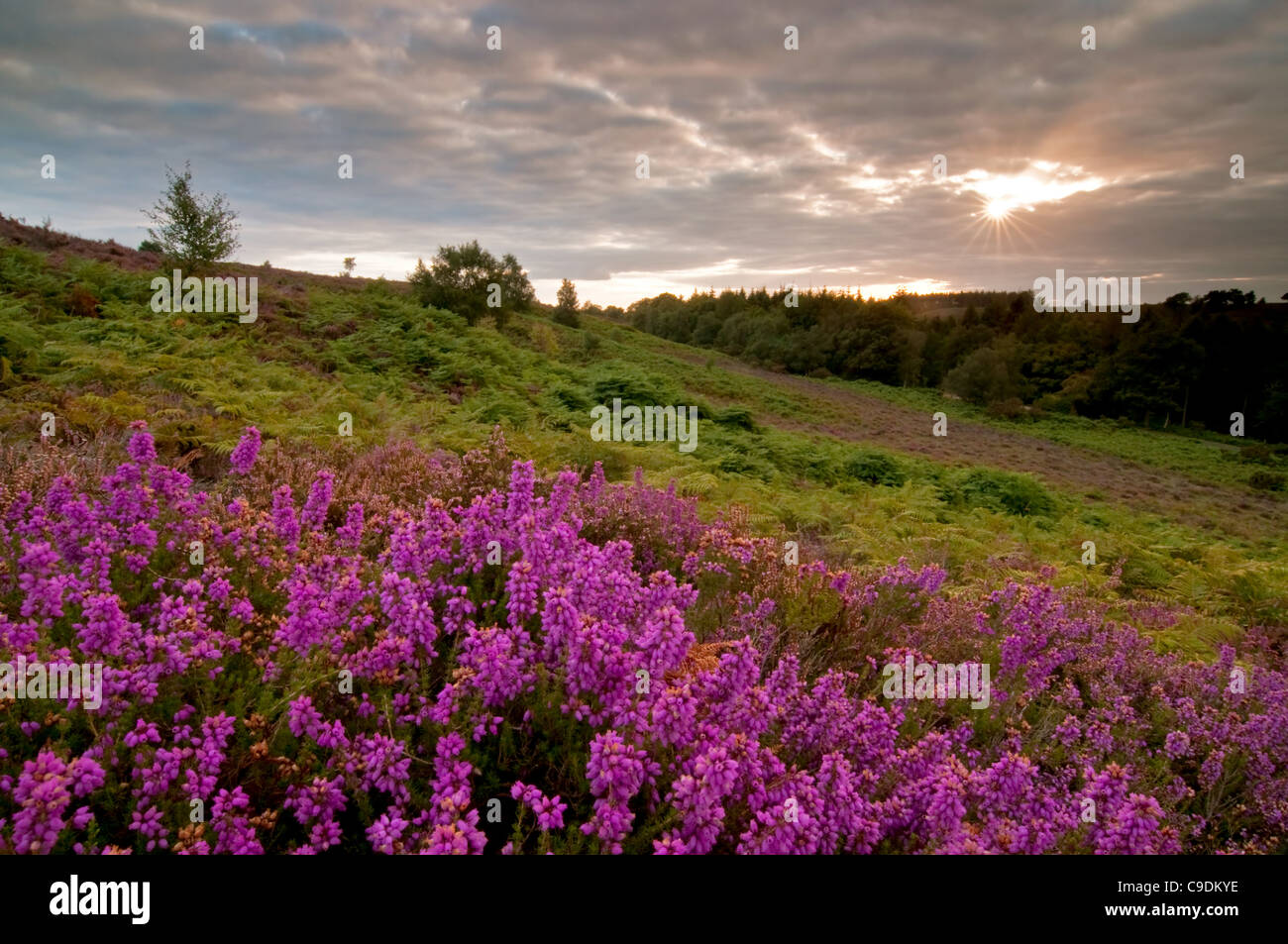 Bell Heather at Rockford Common New Forest Stock Photo Alamy