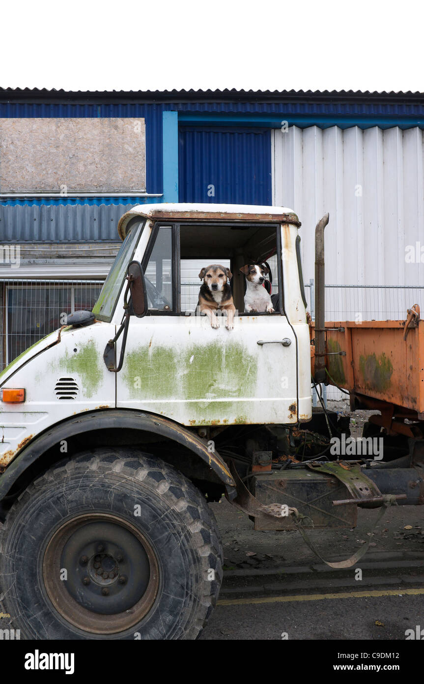 Old Mercedes Benz Unimog truck and dogs Stock Photo
