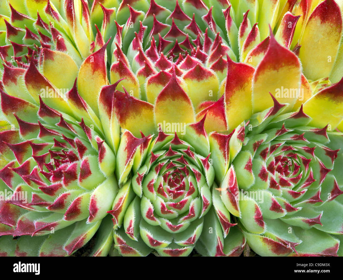 Hens and Chicks succelent. (Sempervivum tectorum) Stock Photo