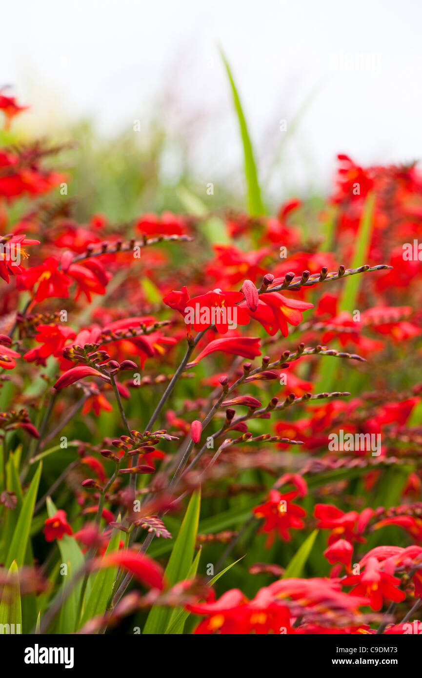 Crocosmia x crocosmiiflora ‘Emberglow’, Montbretia, in flower Stock ...