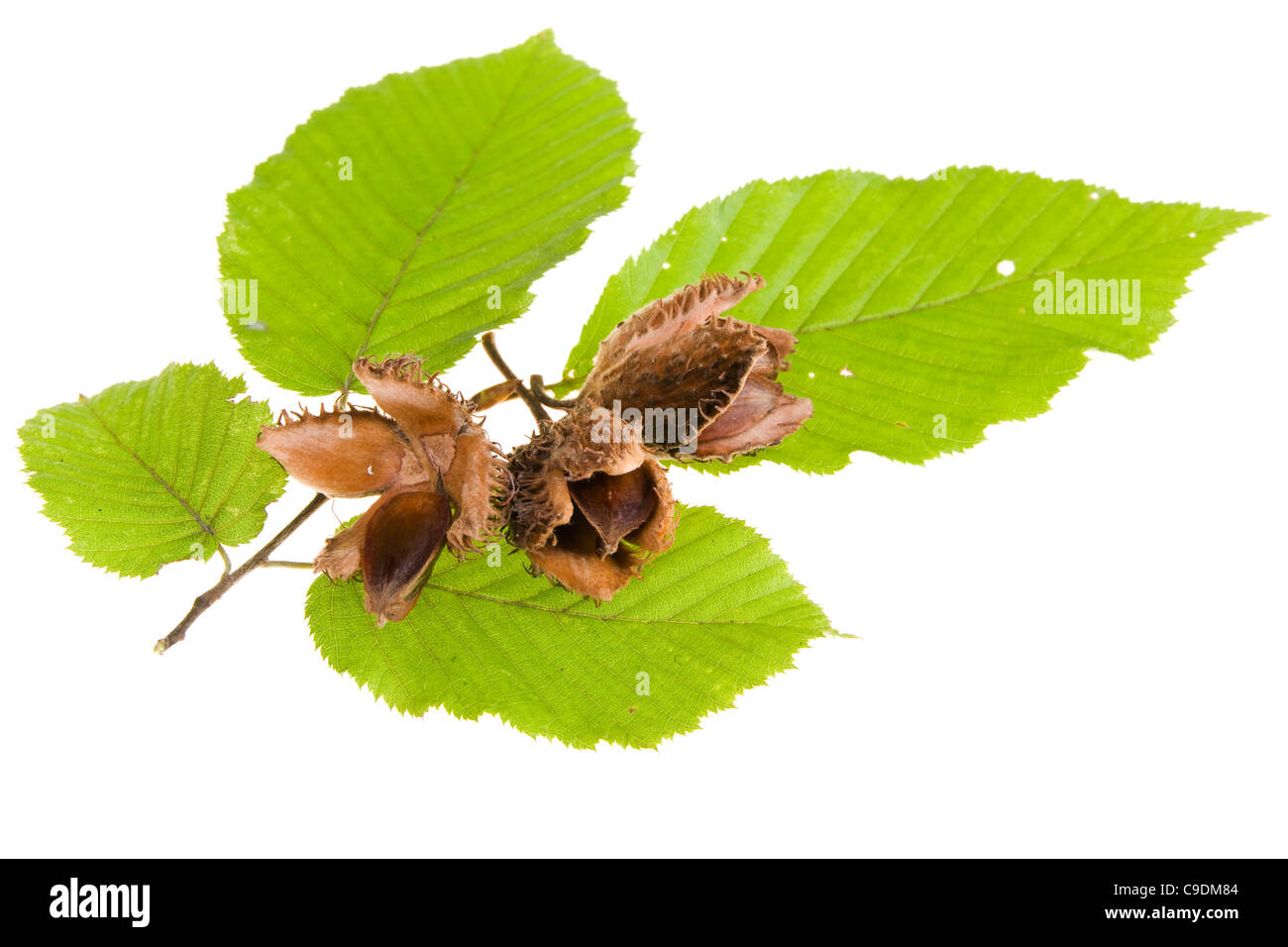 Beech nuts and leaves on white background Stock Photo