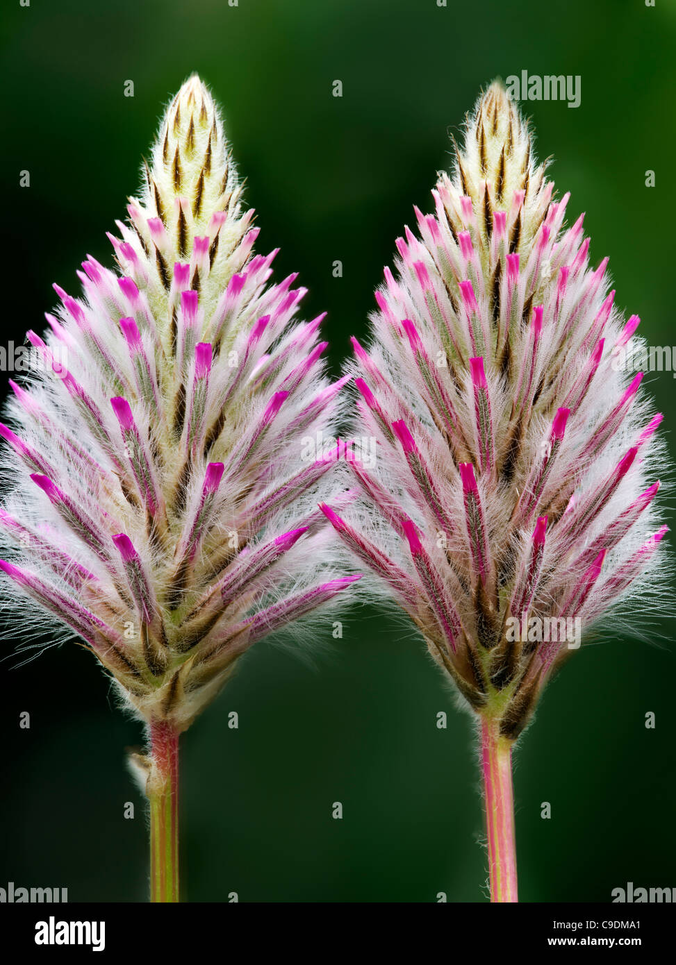 Close up of Pink Mulla Mulla (Ptilotus Joey Stock Photo Alamy