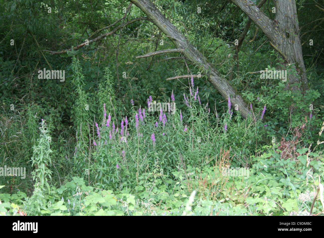 Wild flowers trees hi-res stock photography and images - Alamy