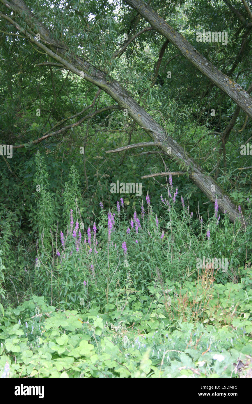 Flower grasses hi-res stock photography and images - Alamy
