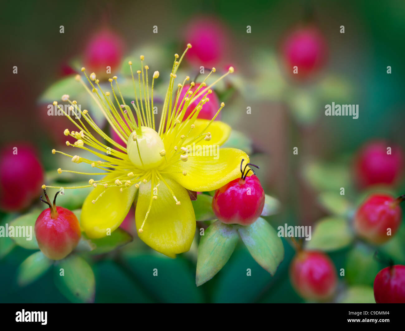 Close up of Hypericum - Mystical Red Star. Stock Photo