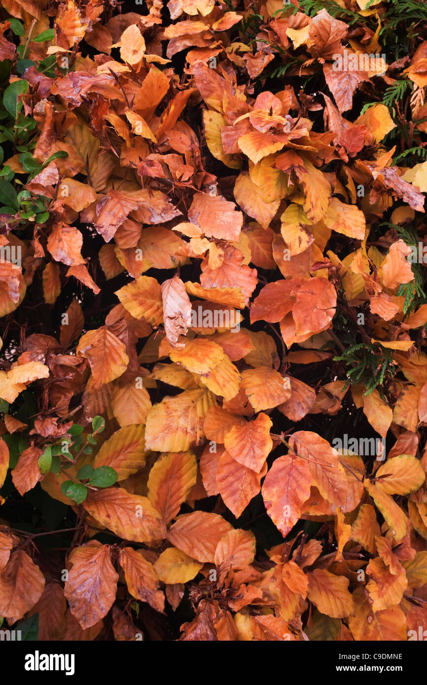 Beech leaves in autumn hi-res stock photography and images - Alamy