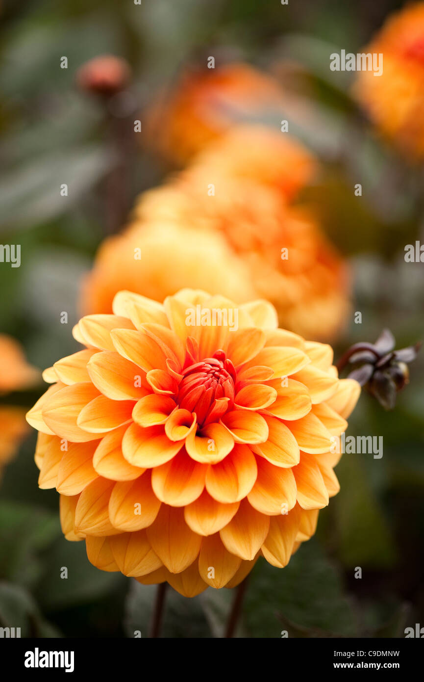 Dahlia ‘David Howard’ in bloom Stock Photo - Alamy