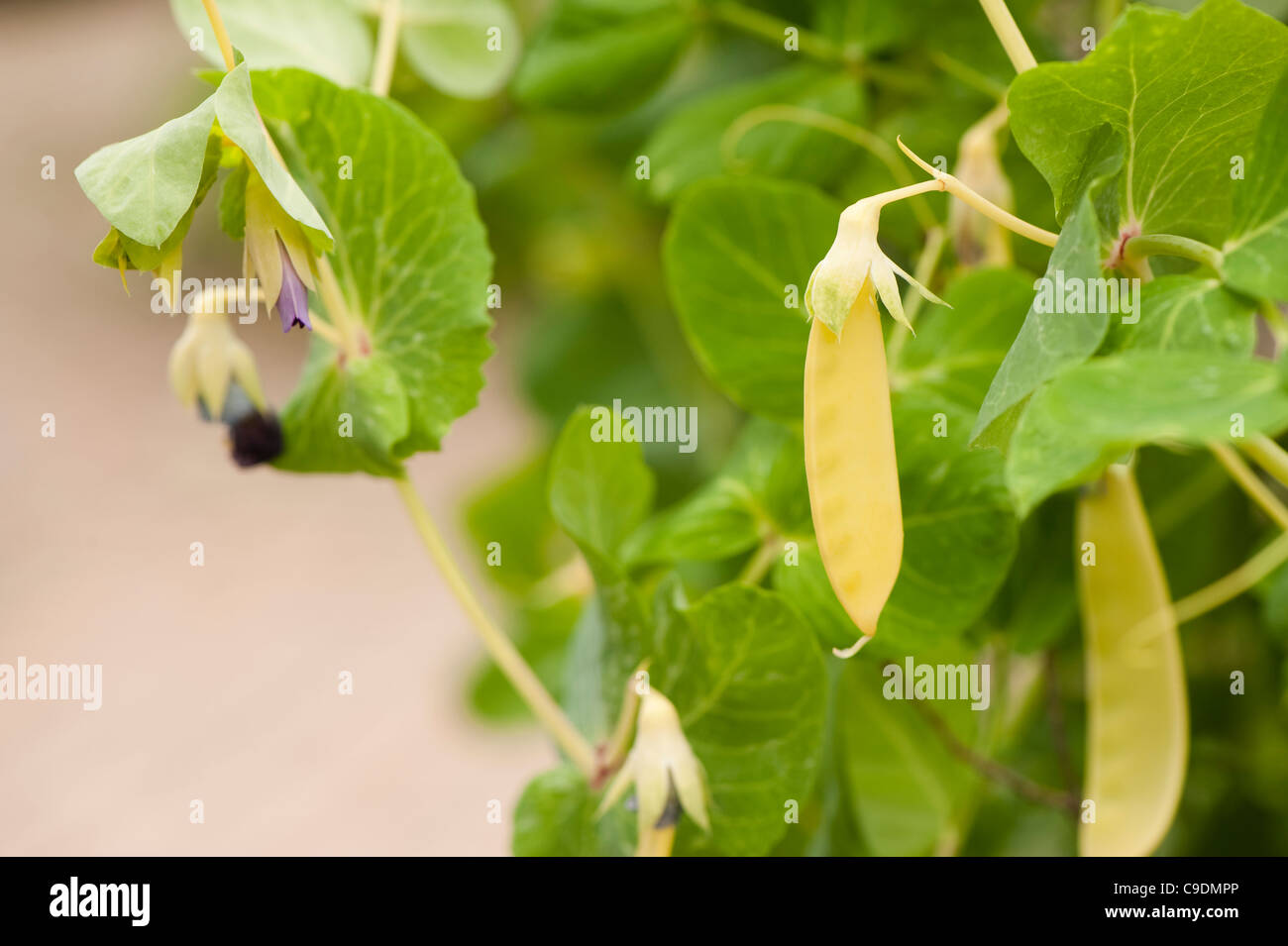 Pisum sativum 'Golden Sweet', Mangetout Stock Photo