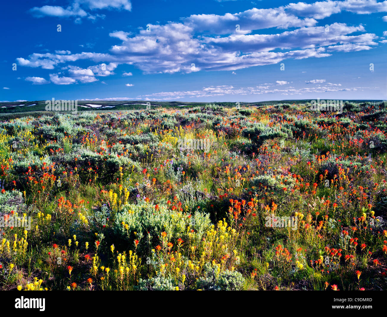 Lime and red paintbrush with sagebrush. Steens Mountain Wilderness, Oregon Stock Photo