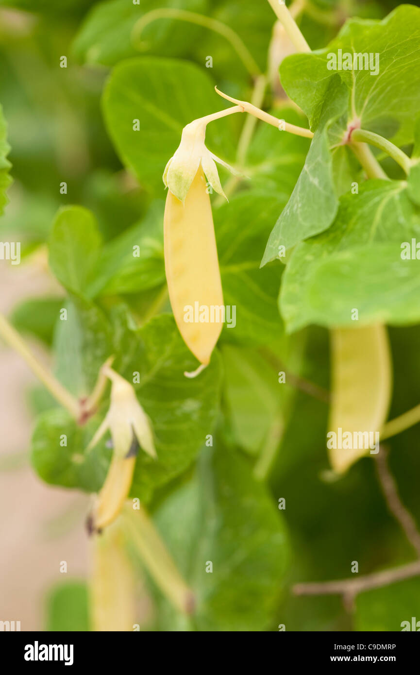 Pisum sativum 'Golden Sweet', Mangetout Stock Photo