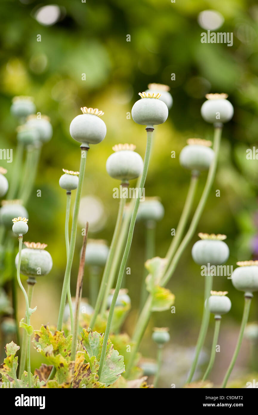 Poppy seed pods after flowering Stock Photo Alamy