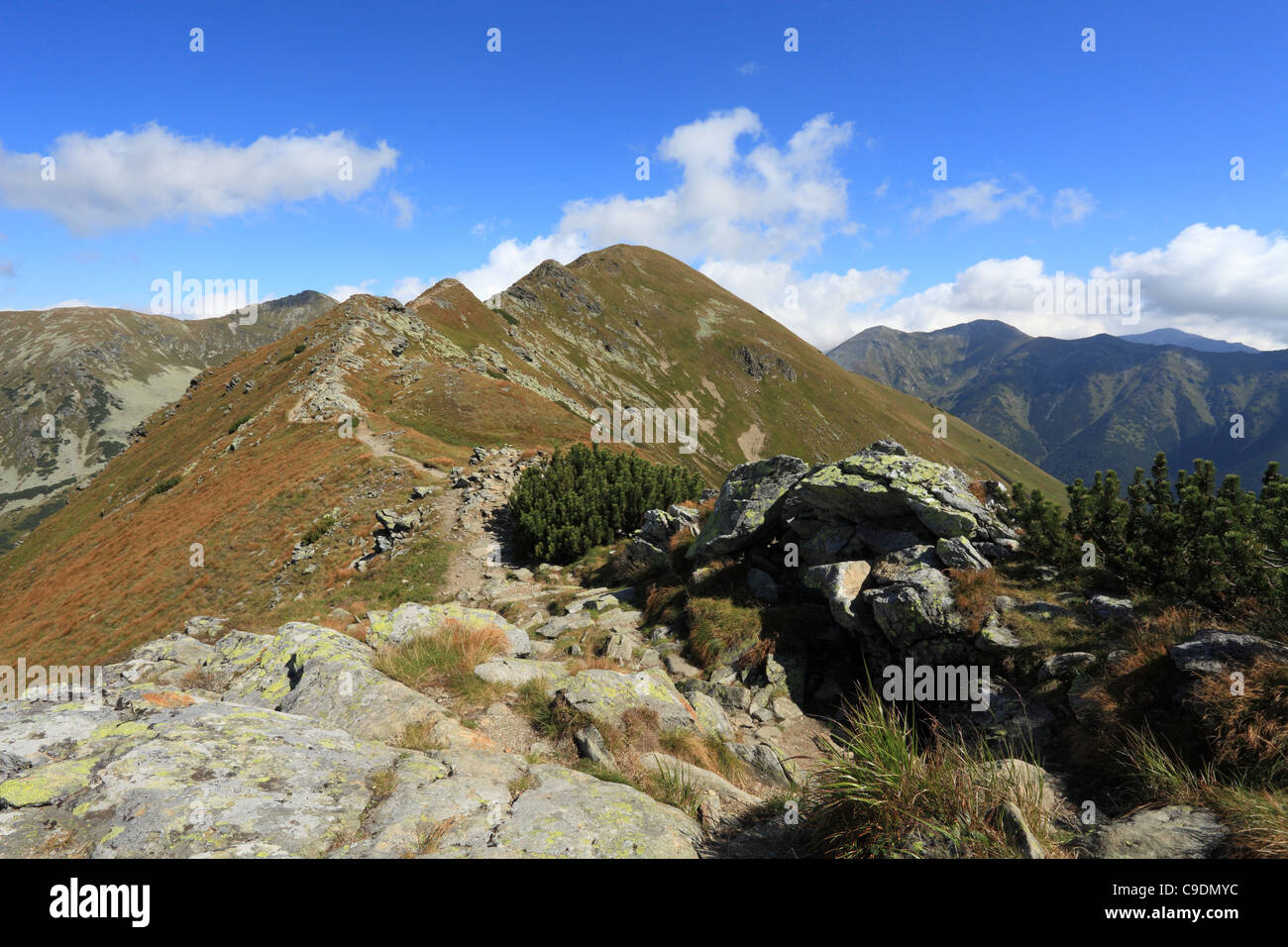 Osty Rohac Hrebenovka hi-res stock photography and images - Alamy