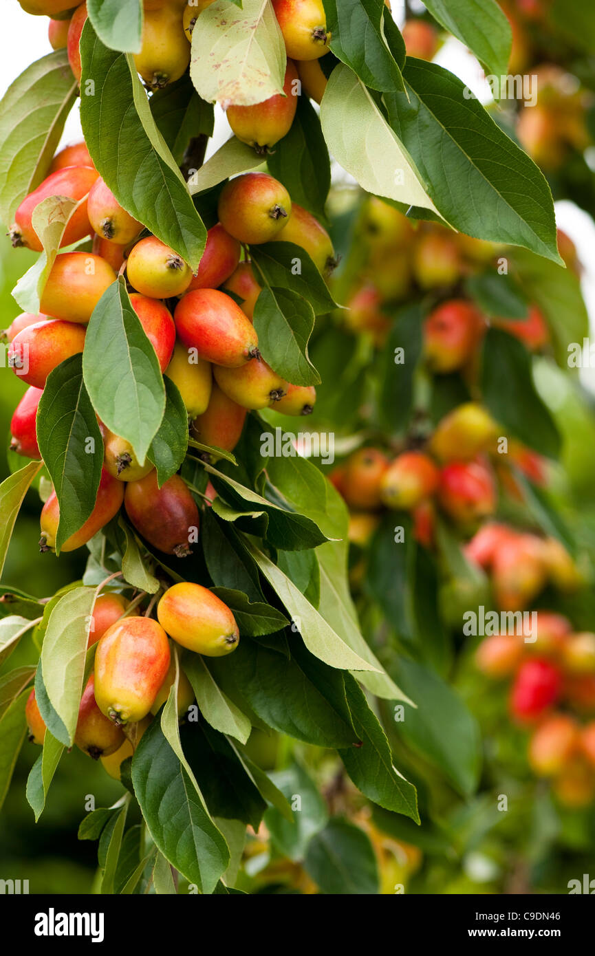 Malus John Downie Crab Apple In Fruit Stock Photo Alamy