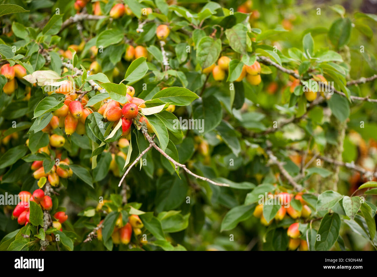 Malus ‘John Downie’, Crab Apple, in fruit Stock Photo Alamy
