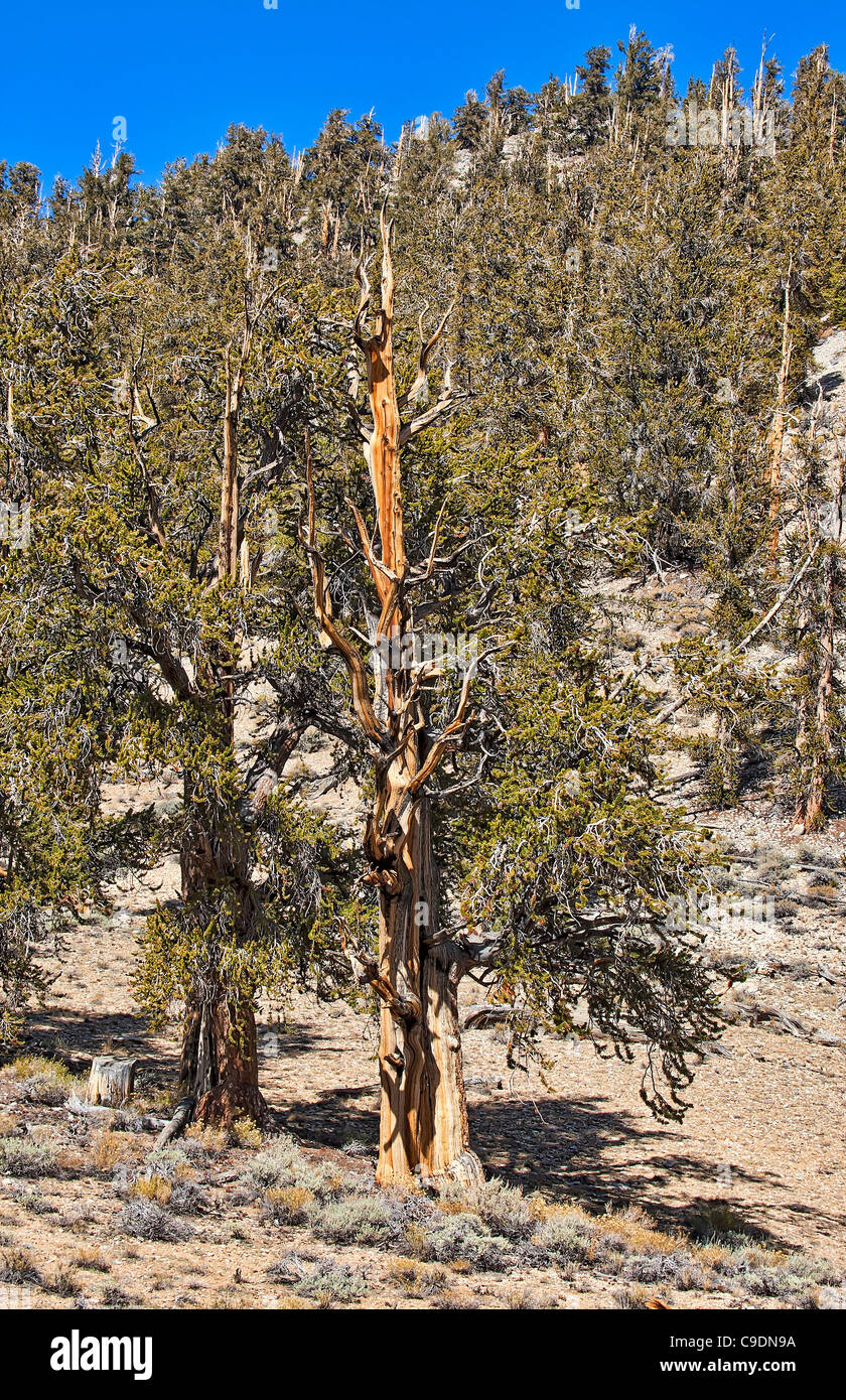 Bristlecone Pine Tree. Stock Photo