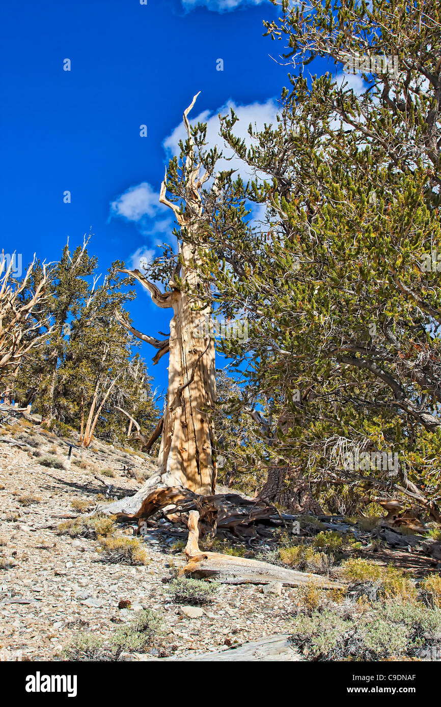 Bristlecone Pine Tree. Stock Photo