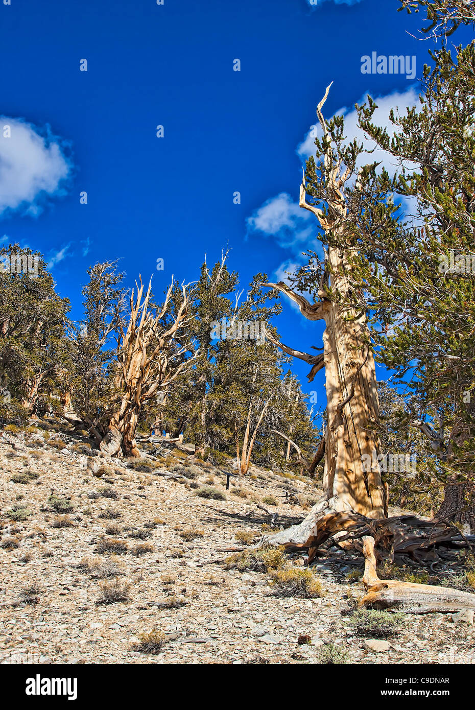 Bristlecone Pine Tree. Stock Photo