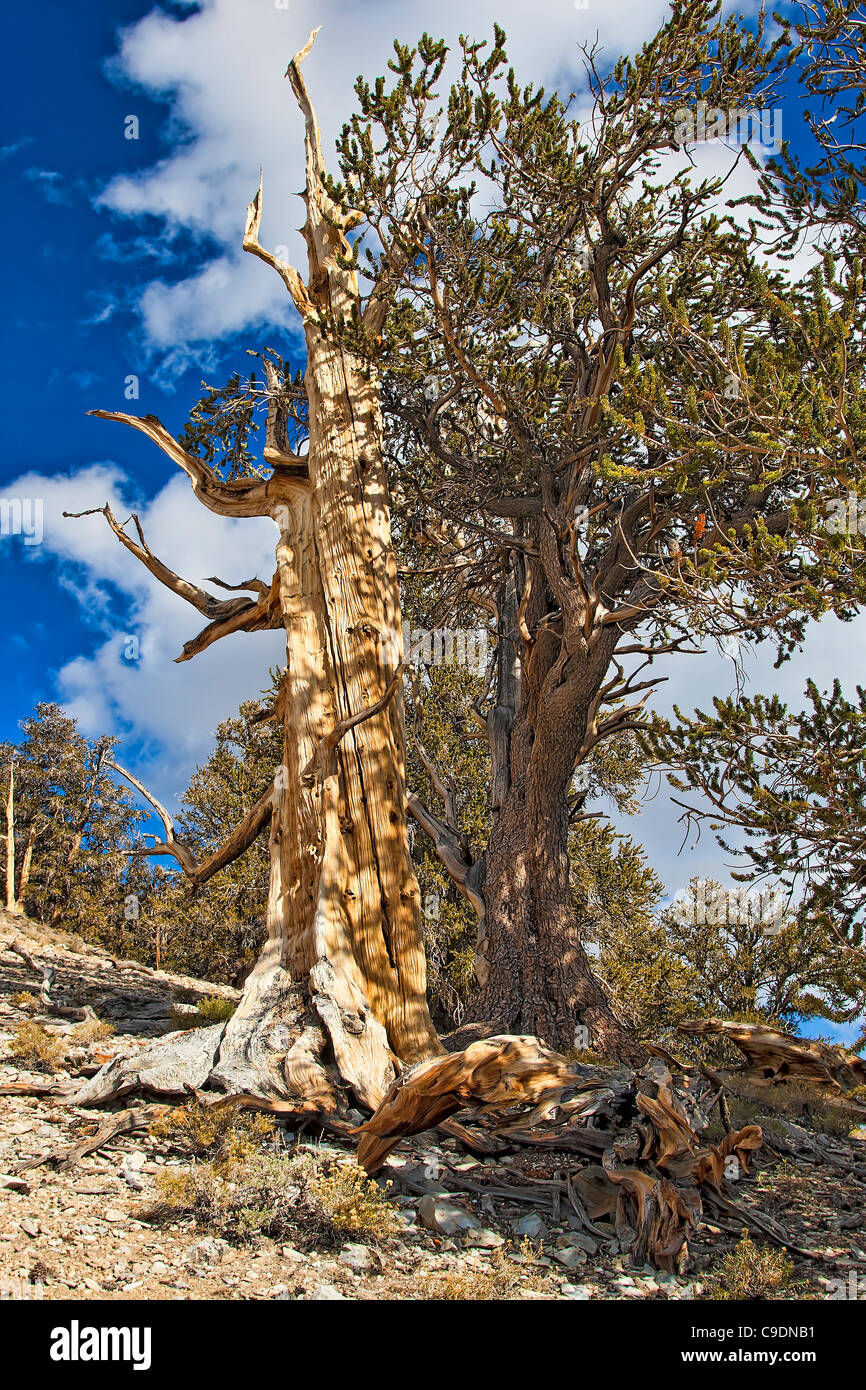 Bristlecone Pine Tree. Stock Photo