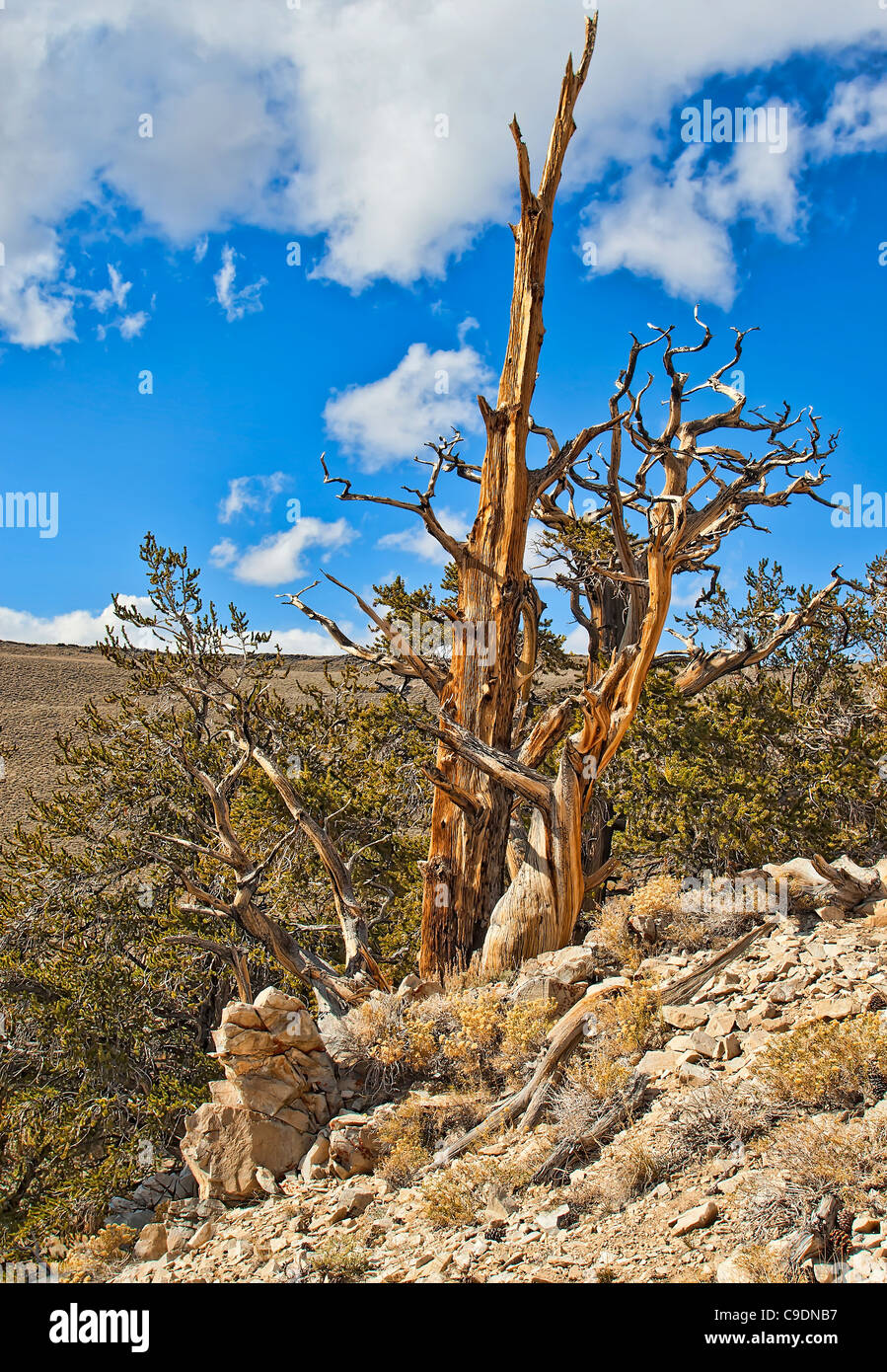 Bristlecone Pine Tree. Stock Photo