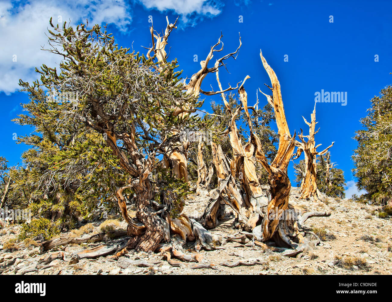 Bristlecone Pine Tree. Stock Photo