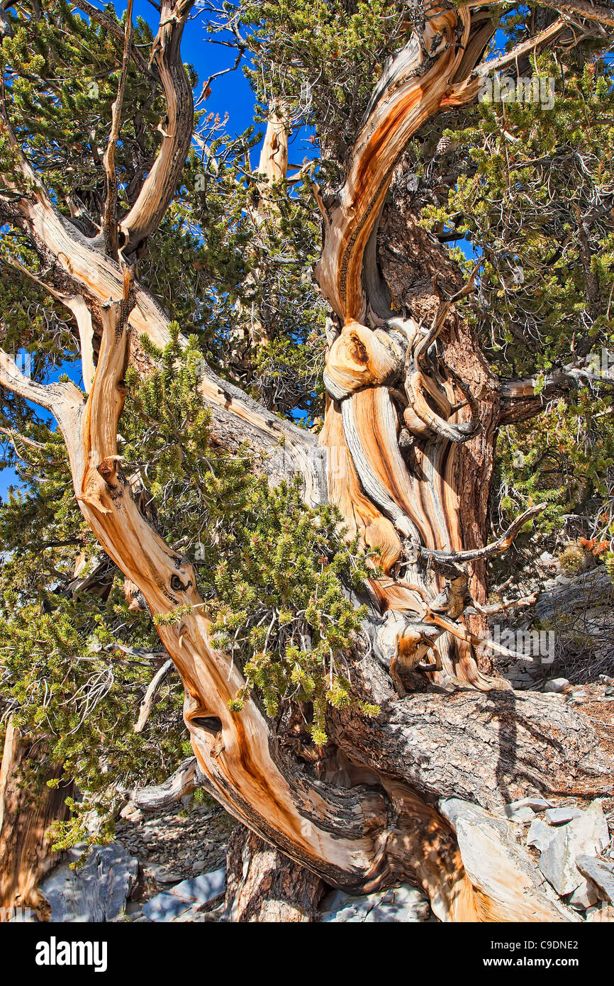 Bristlecone Pine Tree. Stock Photo