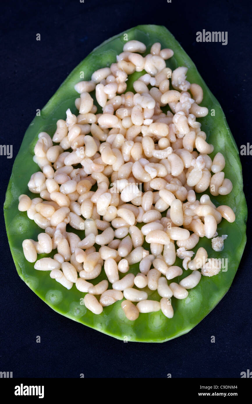Escamoles hi-res stock photography and images - Alamy