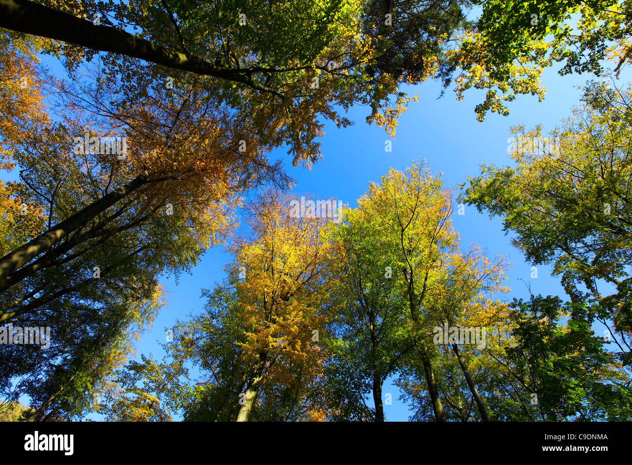 Forest, trees in fall, autumn, colored leaves. Landscape, near Essen, Germany. Stock Photo