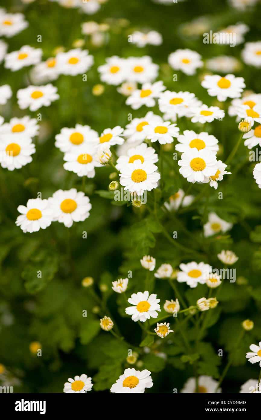 Tanacetum parthenium, Feverfew, in flower Stock Photo