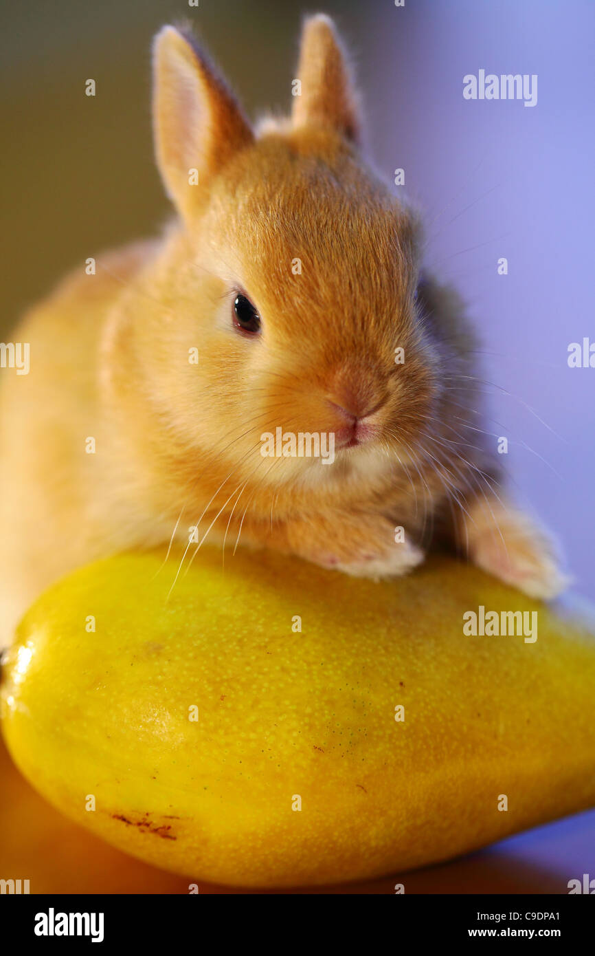 Adorable bunny with hands on Mango fruit Stock Photo