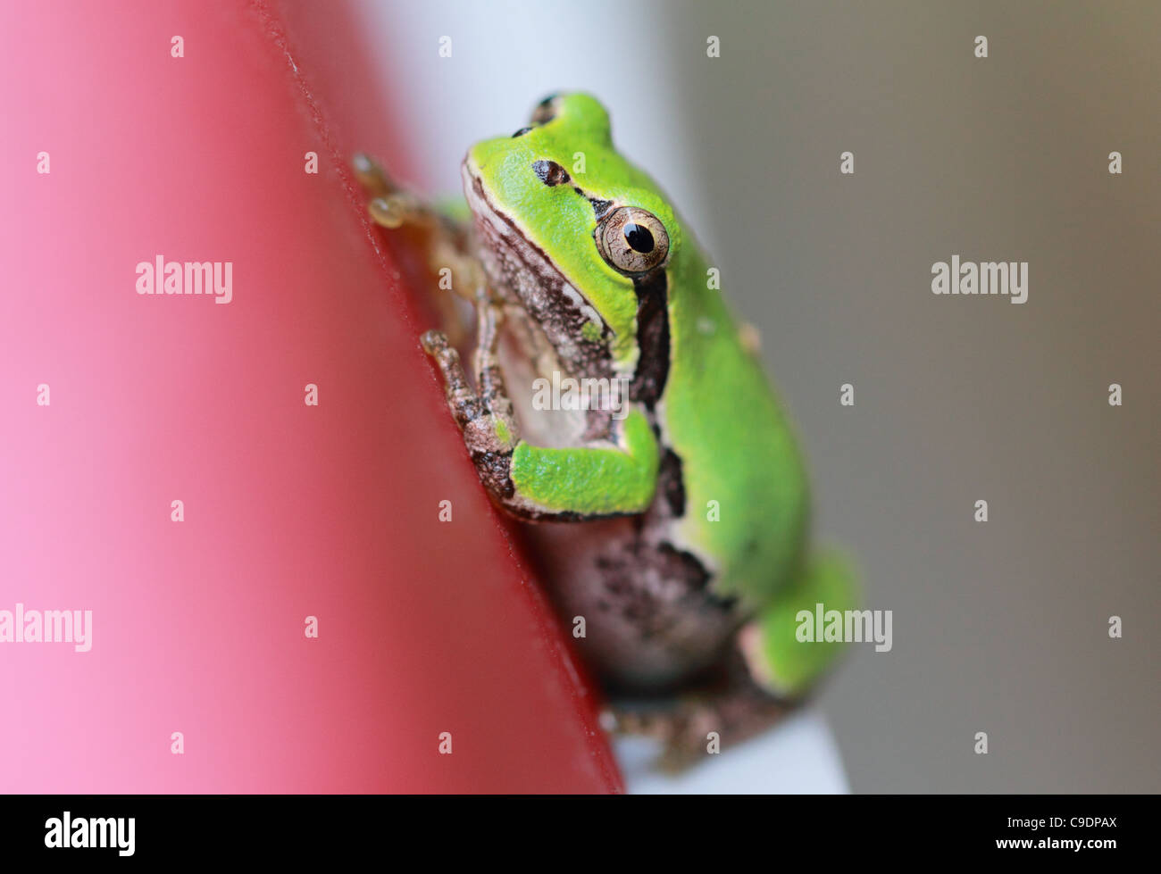 Tree Frog in on a Wall Stock Photo