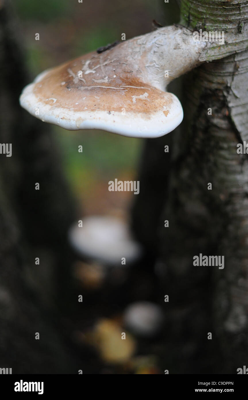 Piptoporus Betulinus fungus on a silver birch tree in an English forest. Stock Photo