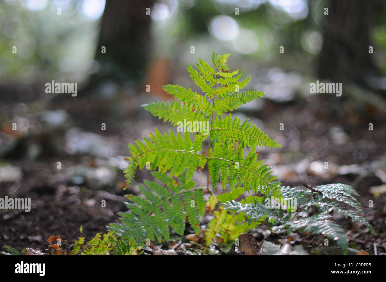 A fern in an English forest in late summer. Stock Photo