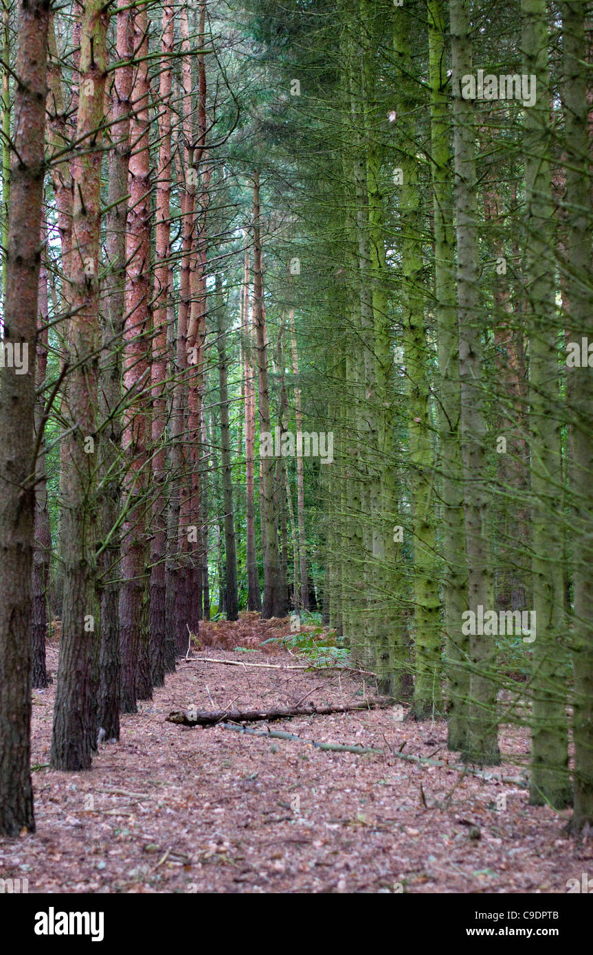 Row of pine trees hi-res stock photography and images - Alamy
